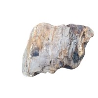 矿山直供木化石硅化木迷你木化石鱼缸造景石盆景小木化石50斤一袋
